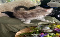 Maine Coon cats for sale: Pedigree registered Maine Coons - Image 18