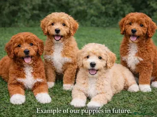 Goldendoodle dogs Top Quality F1 Bicolour Goldendoodle - Advert 1