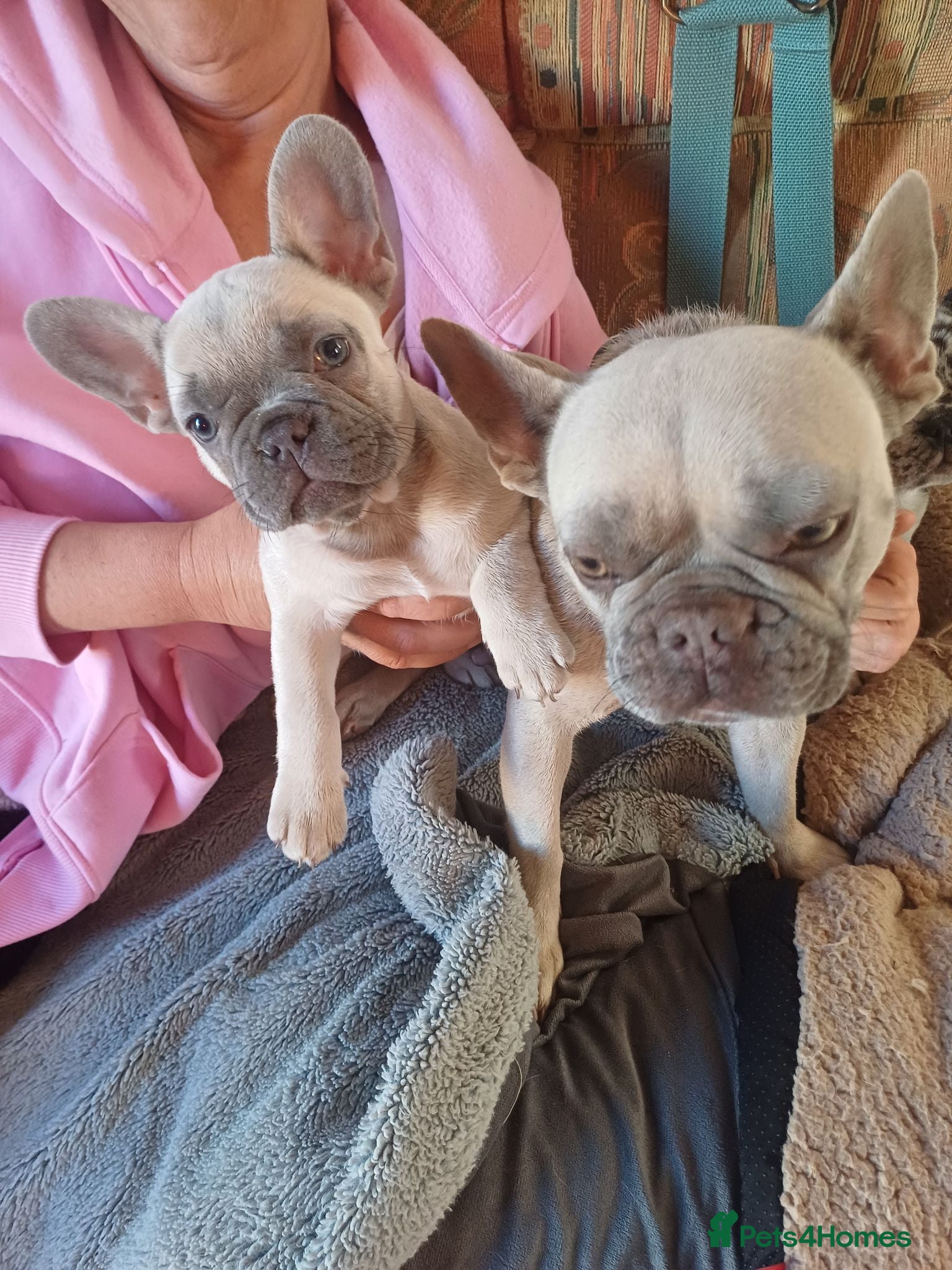French Bulldog dogs One bitch left - Advert 1
