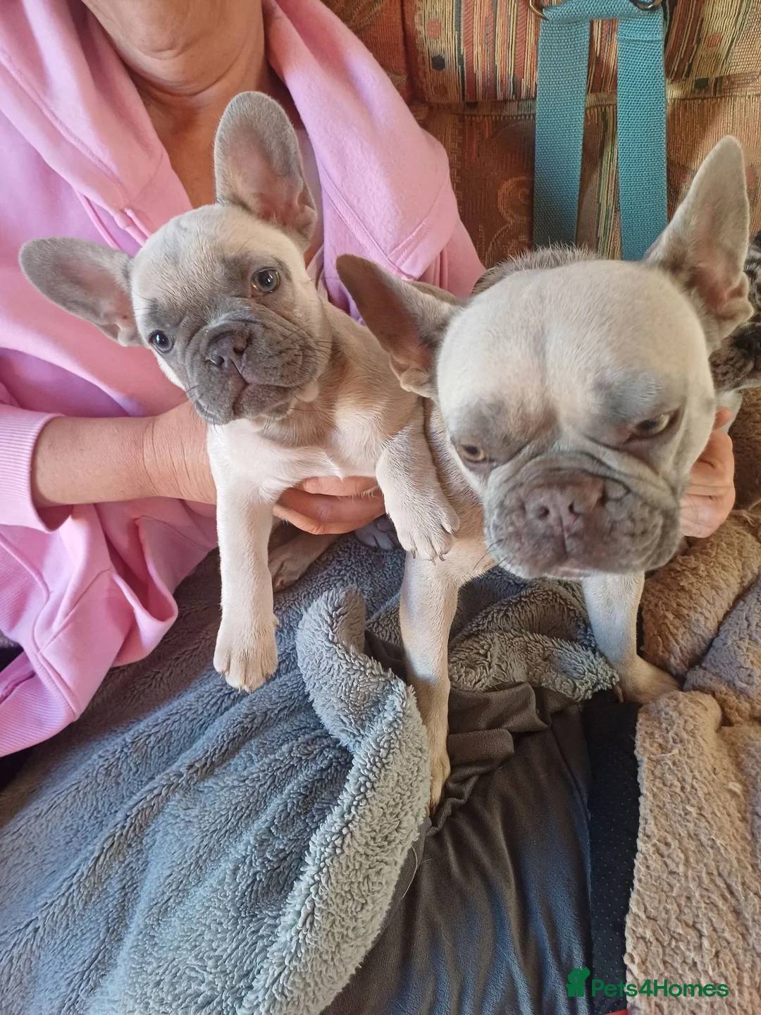 French Bulldog dogs for sale: One bitch left - Advert 1