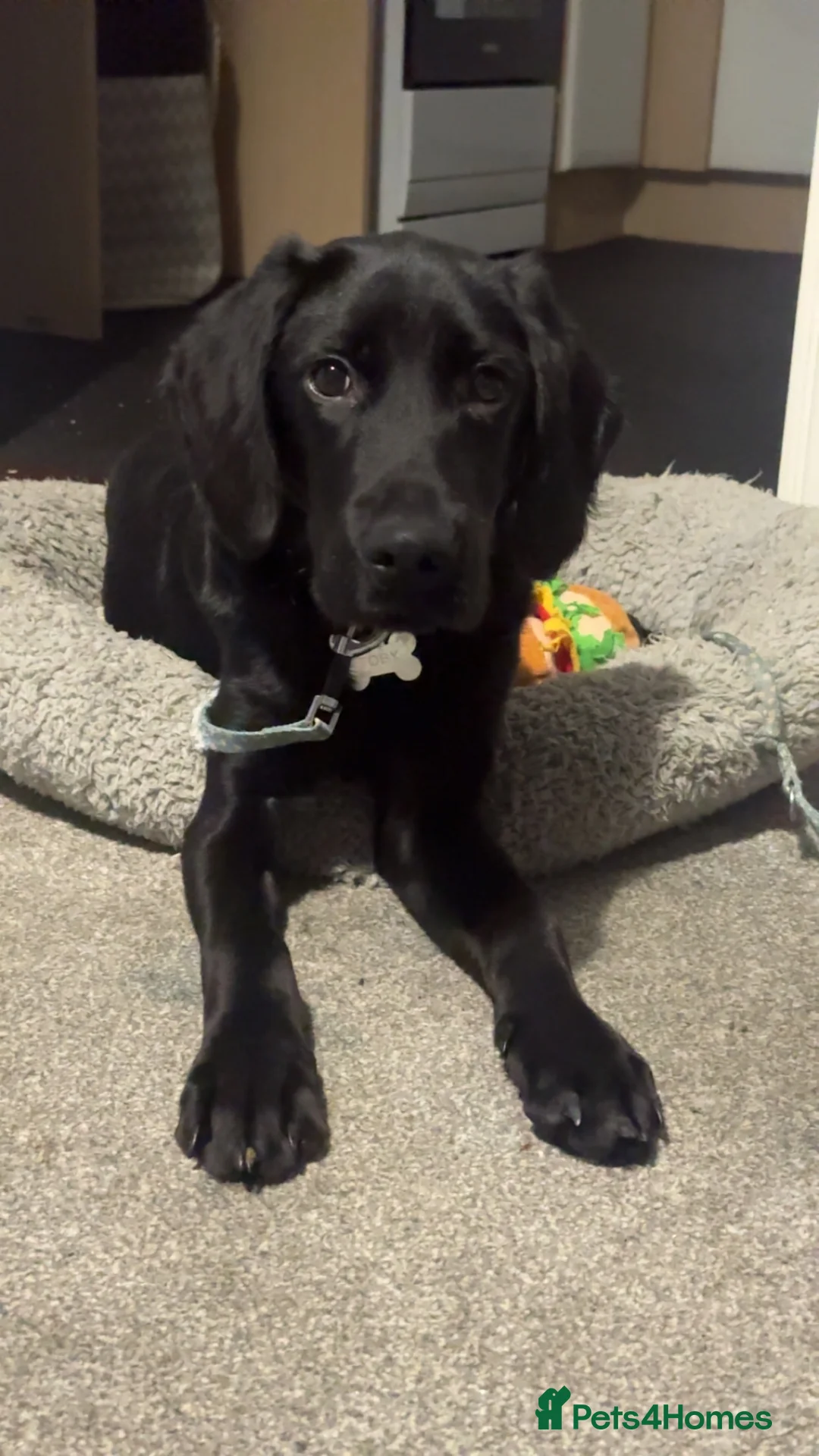 Labrador Retriever dogs for sale: Labrador retriever  - Advert 3