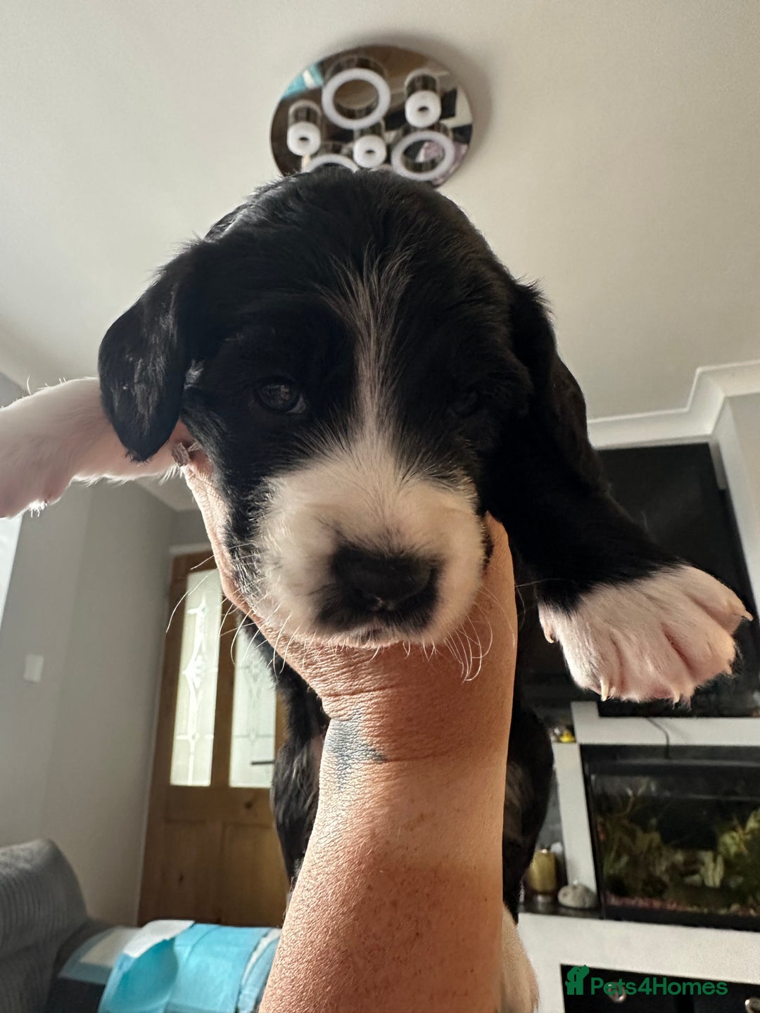 Mixed Breed dogs for sale: Border doodle - Image 21
