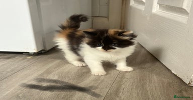 Mixed Breed cats - Advert 16
