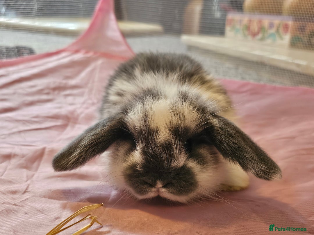 Mini Lop rabbits for sale: Stunning mini lop babies - Image 5