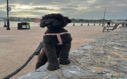 Goldendoodle dogs for sale: Beautiful Rainbow Litter of Goldendoodles - Advert 14