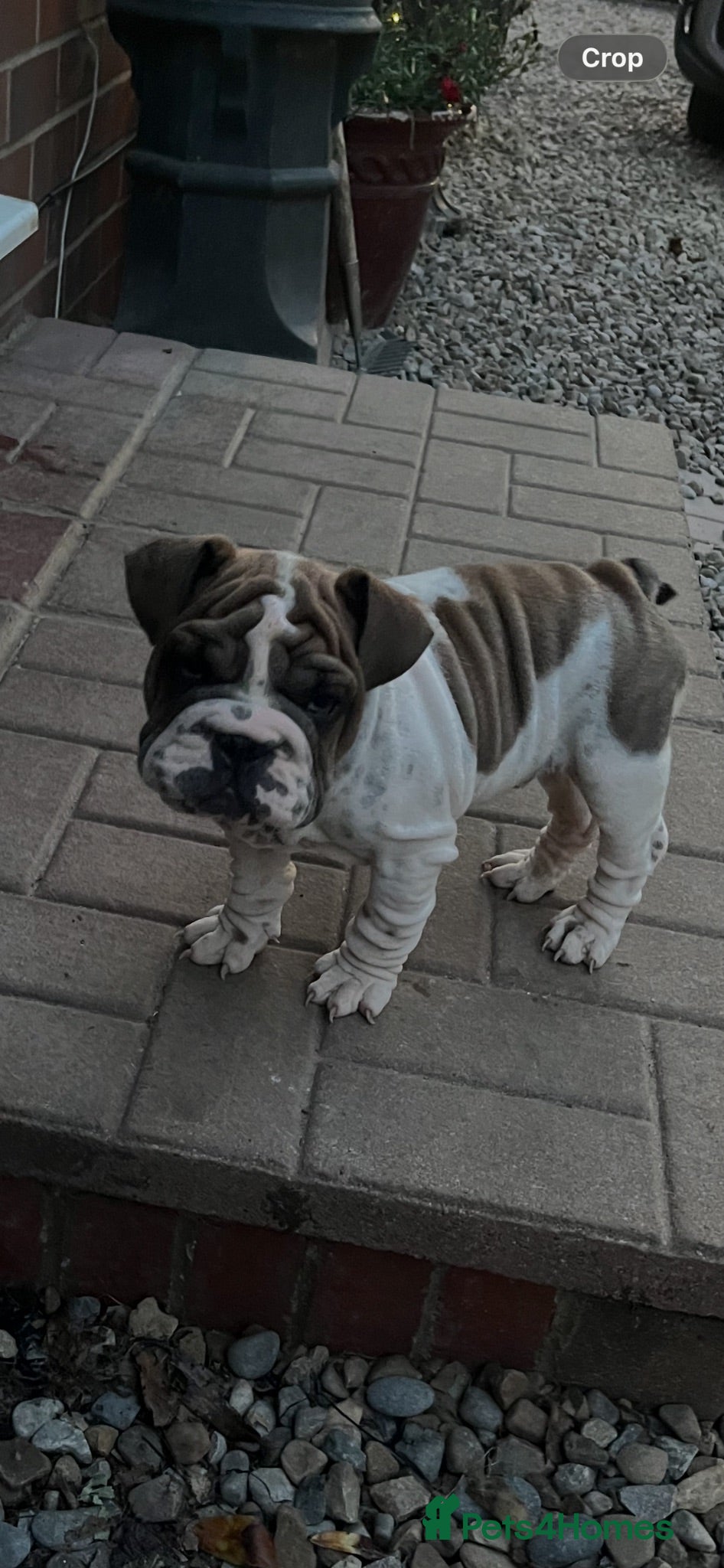 English Bulldog dogs English bull dogs  - Advert 20