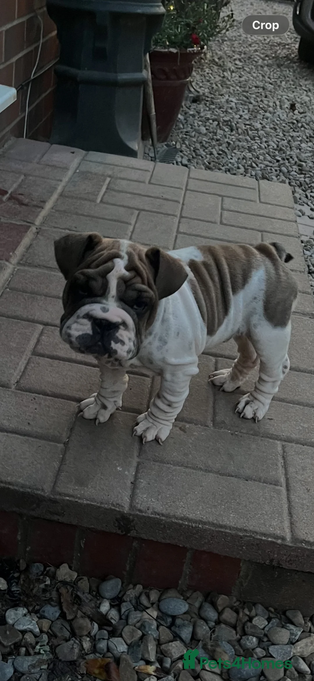 English Bulldog dogs for sale: English bull dogs  - Advert 1