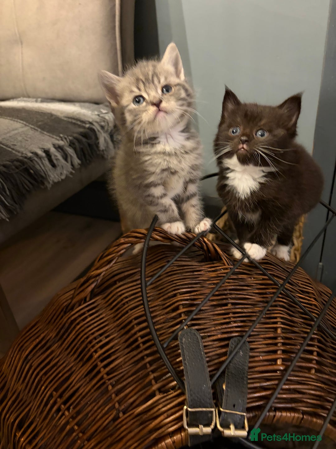 British Shorthair cats for sale: British Shorthair cross kittens - Advert 5