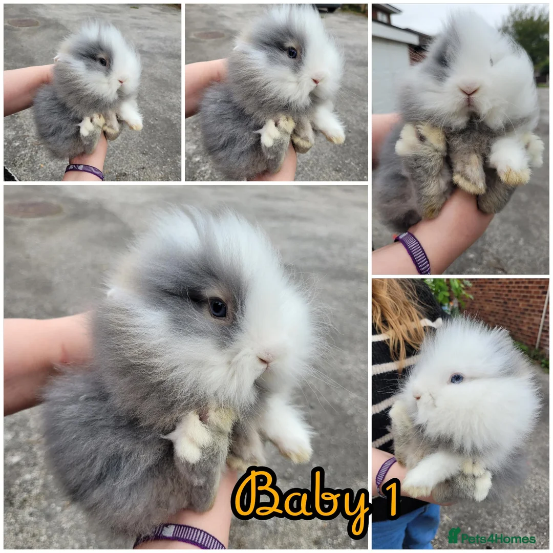 Lionhead rabbits for sale: Pure double lionheads READY NOW  - Advert 2
