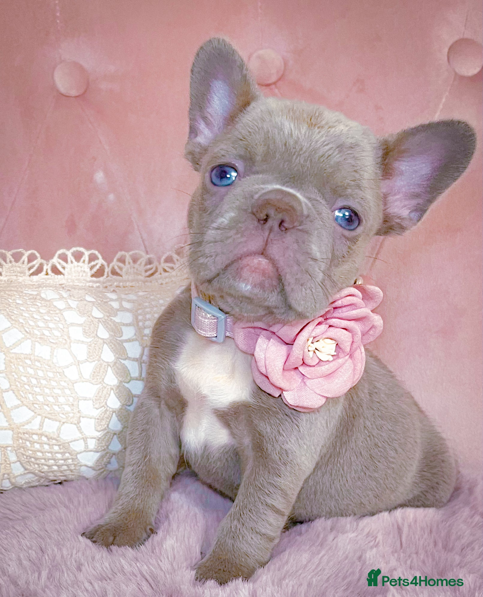 French Bulldog dogs 🌸GIRLS READY TO GO🌸 - Advert 5
