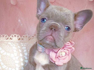 French Bulldog dogs 🌸GIRLS READY TO GO🌸 - Advert 5