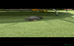 American Bully dogs for sale: American pocket bully - Image 1
