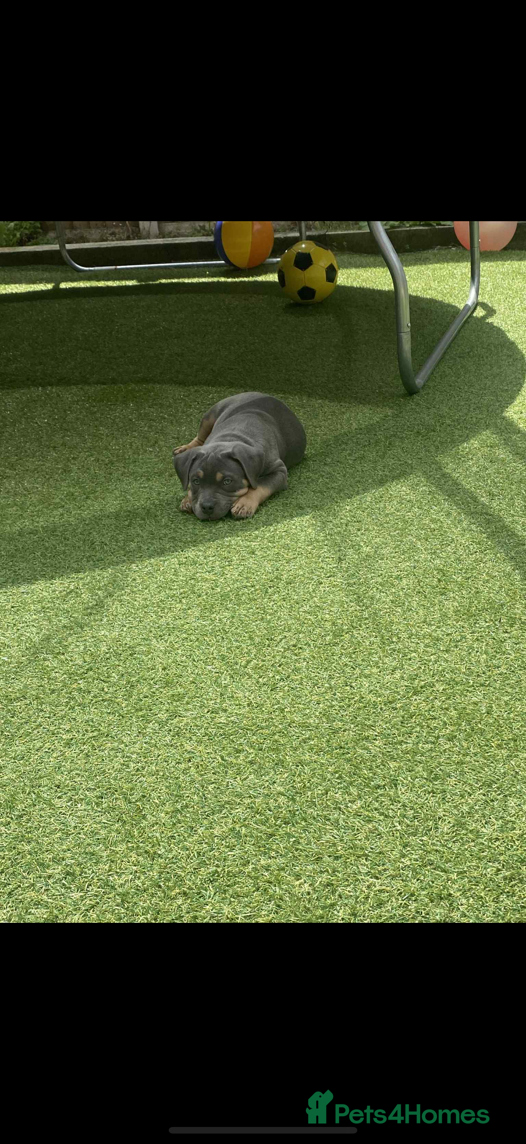 American Bully dogs for sale: American pocket bully - Image 1
