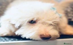 Toy Poodle dogs for sale: REDUCED READY NOW !! 2 beautiful toy poodle babies - Image 14