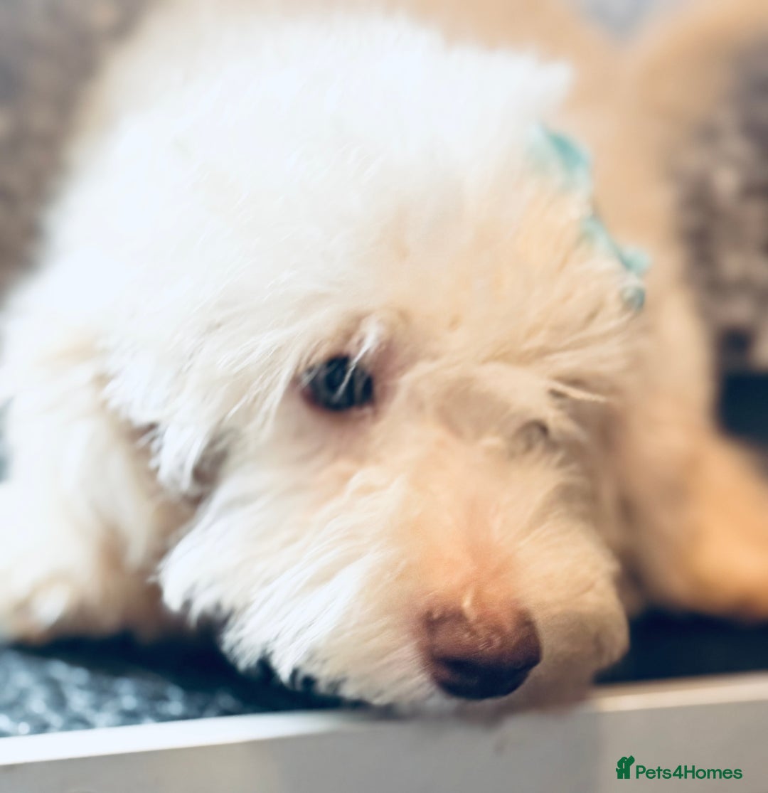 Toy Poodle dogs for sale: REDUCED READY NOW !! 2 beautiful toy poodle babies - Image 14