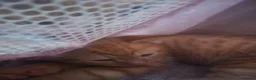 Mixed Breed cats for sale: Two litters of 9 kittens in Huddersfield - Advert 31