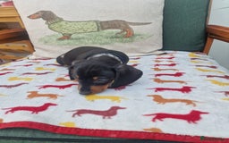 Miniature Dachshund dogs for sale: 🐾 Miniature Dachshund Puppies for Sale 🐾 - Image 25