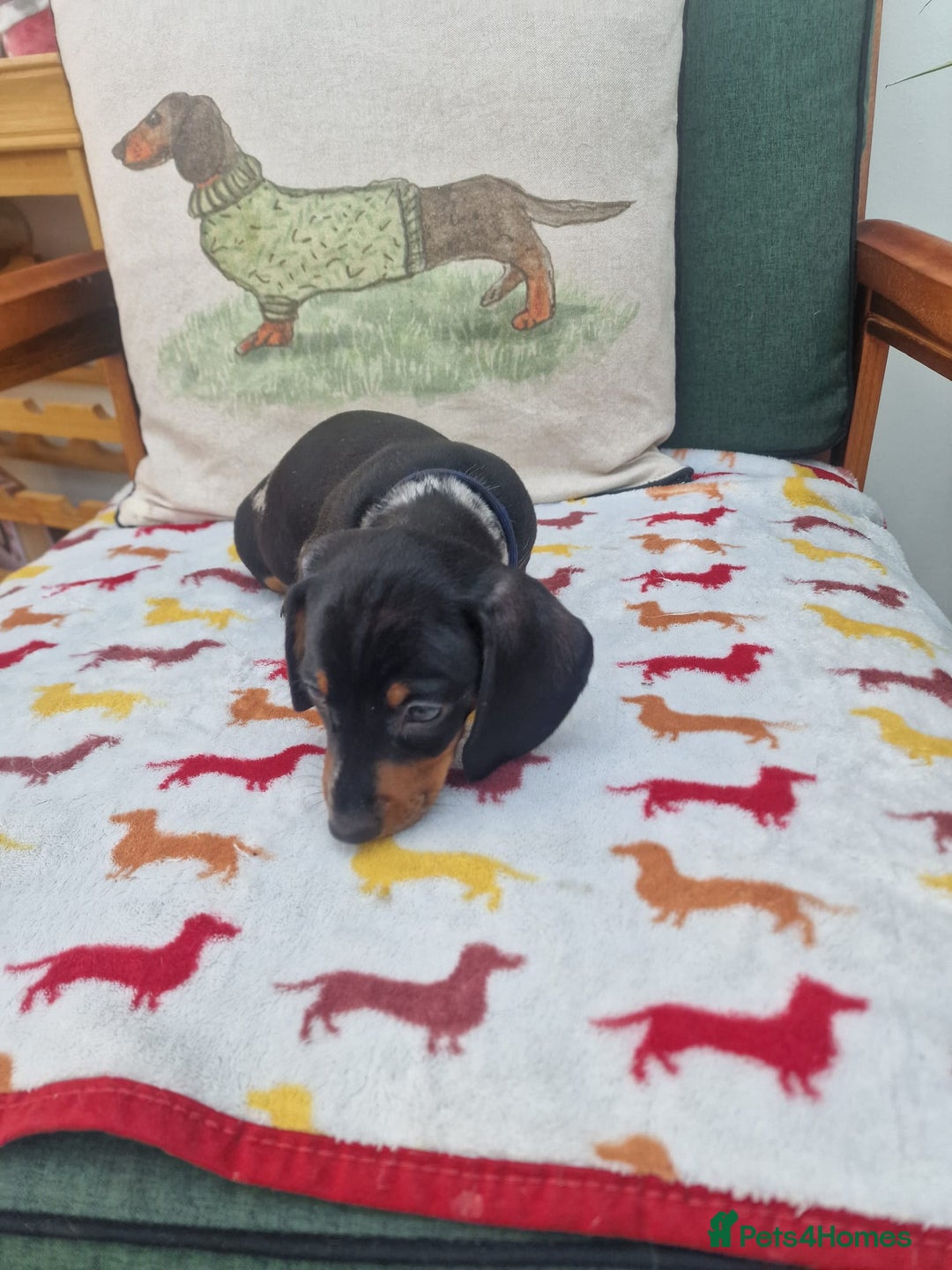 Miniature Dachshund dogs for sale: 🐾 Miniature Dachshund Puppies for Sale 🐾 - Image 25