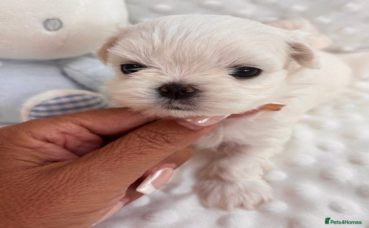 Maltese dogs - Advert 3