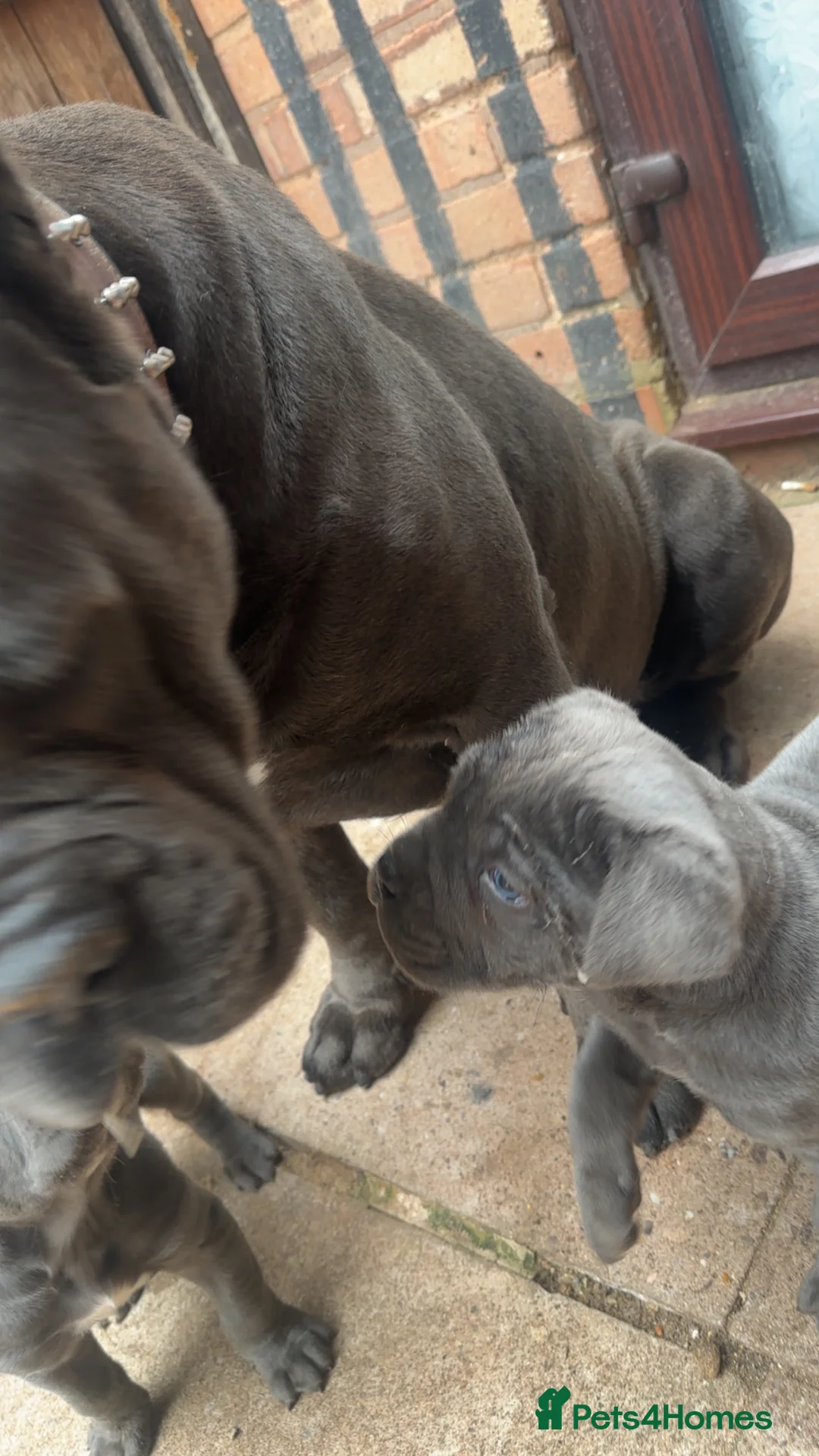 Cane Corso dogs for sale: Beautiful puppy’s  - Advert 10