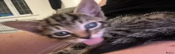 Mixed Breed cats for sale: Kittens for a lovely home in Milton Keynes - Advert 3