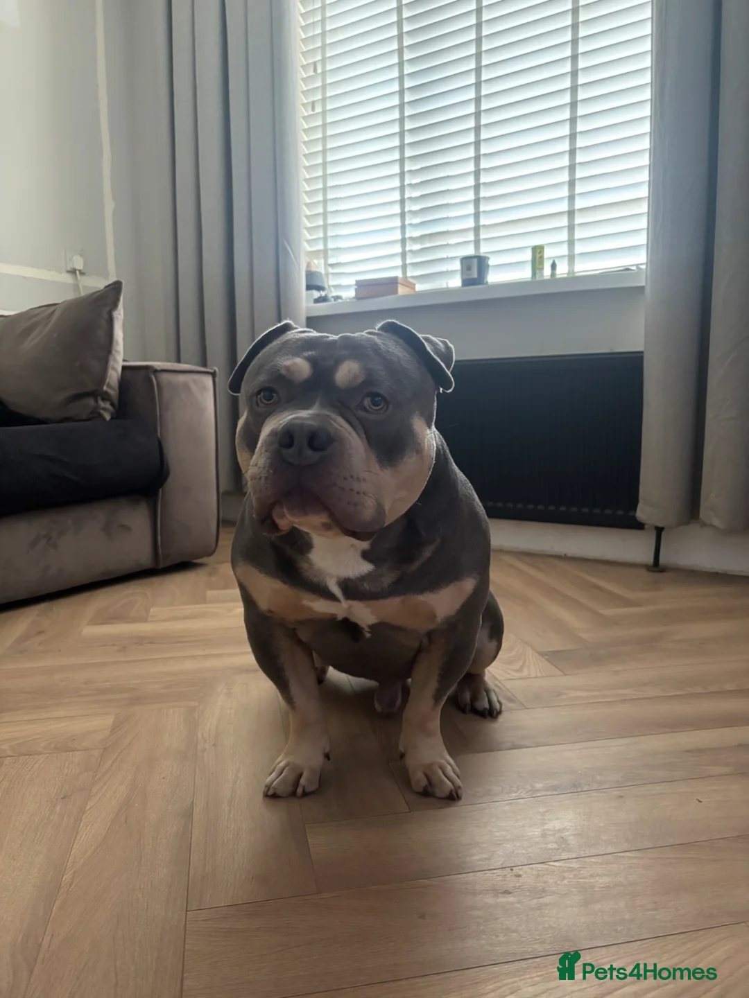 American Bulldog dogs for stud: American pocket bulldog  in Blaydon-on-Tyne - Advert 2