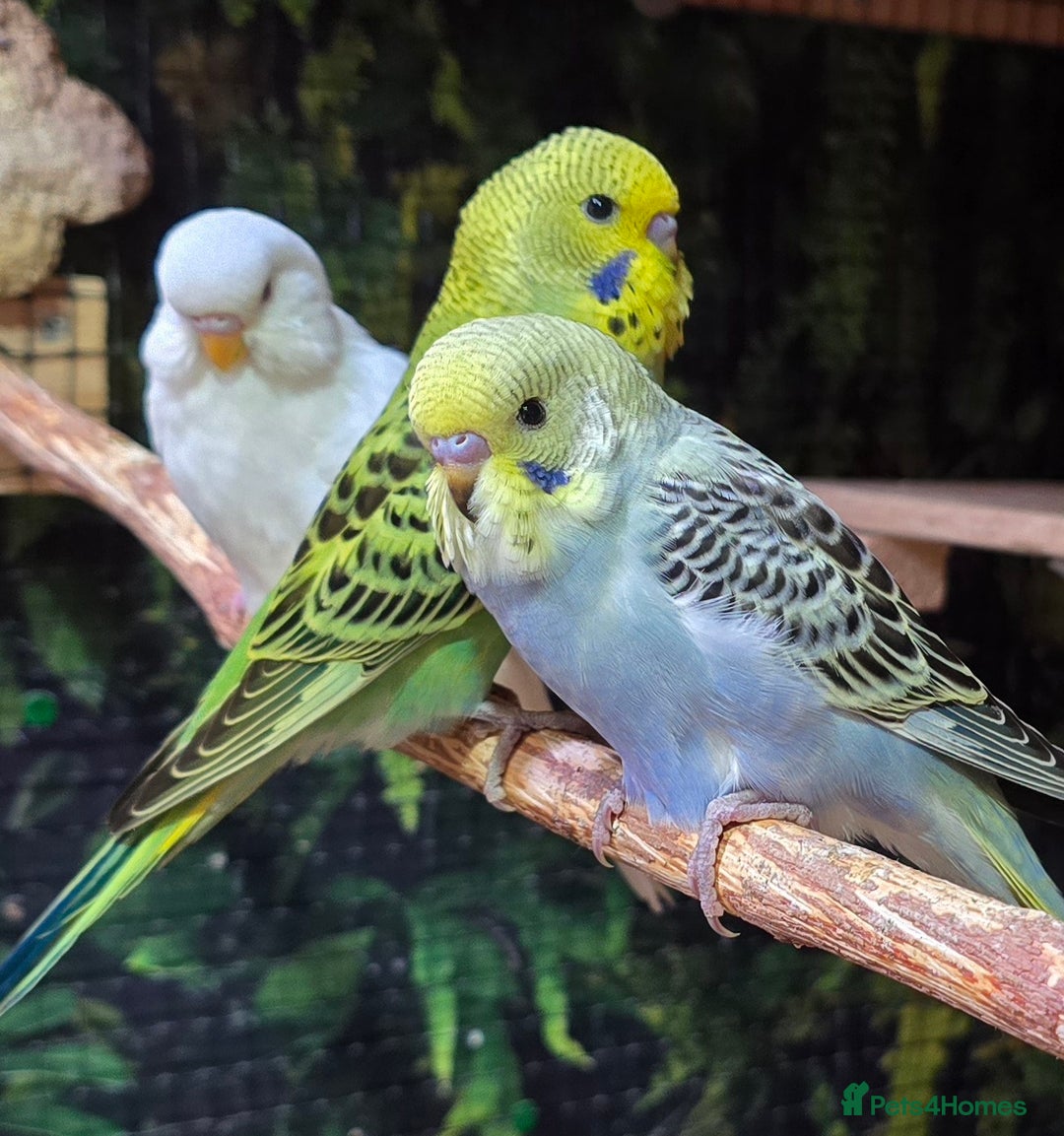 Budgerigars birds for sale: Young budgerigars for sale. - Image 28