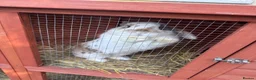 Mixed Breed rabbits for sale: Male rabbit & hutch in Wisbech - Advert 3