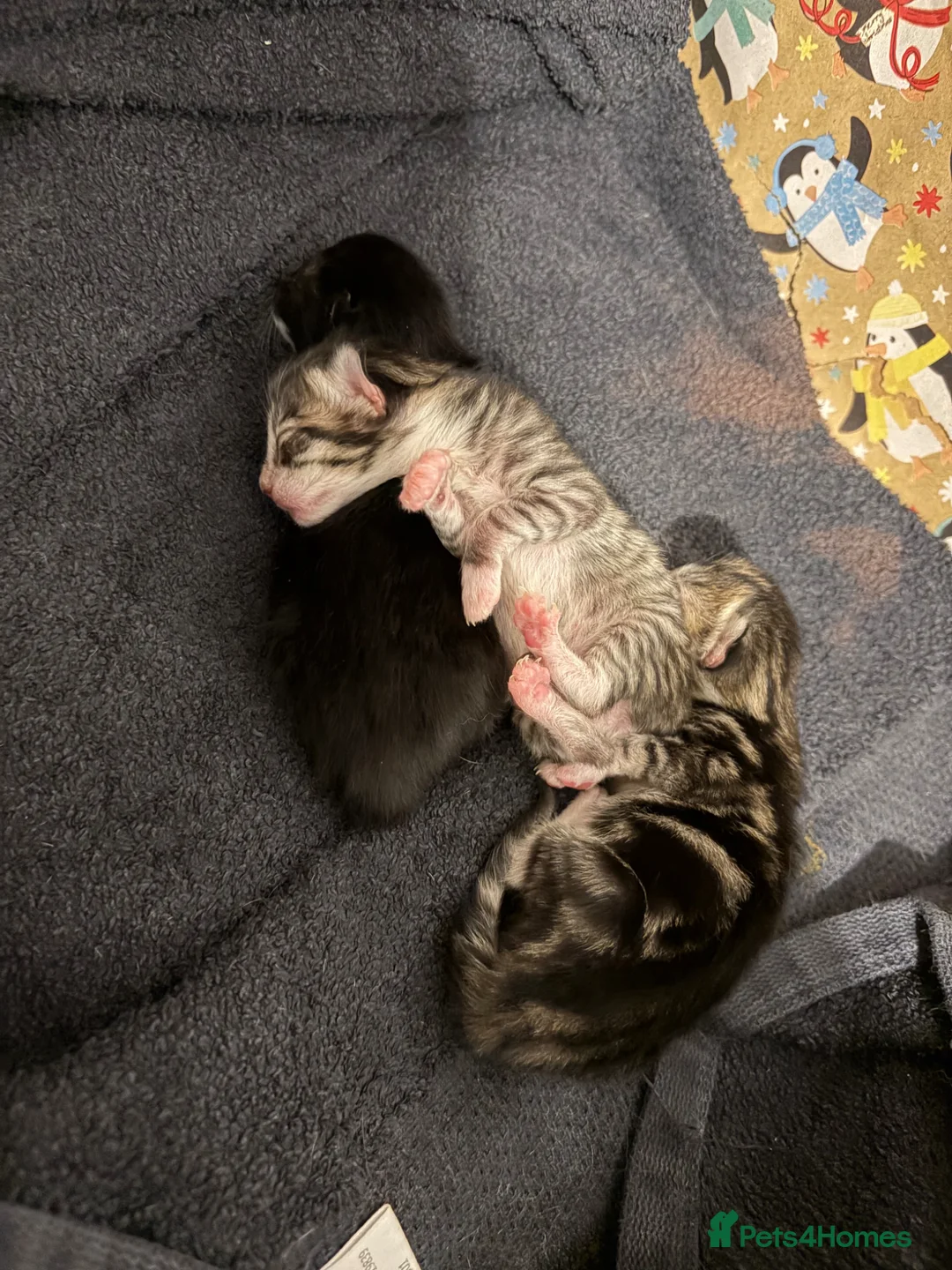 Domestic Shorthair cats for sale: Domestic shorthair kittens  - Advert 3