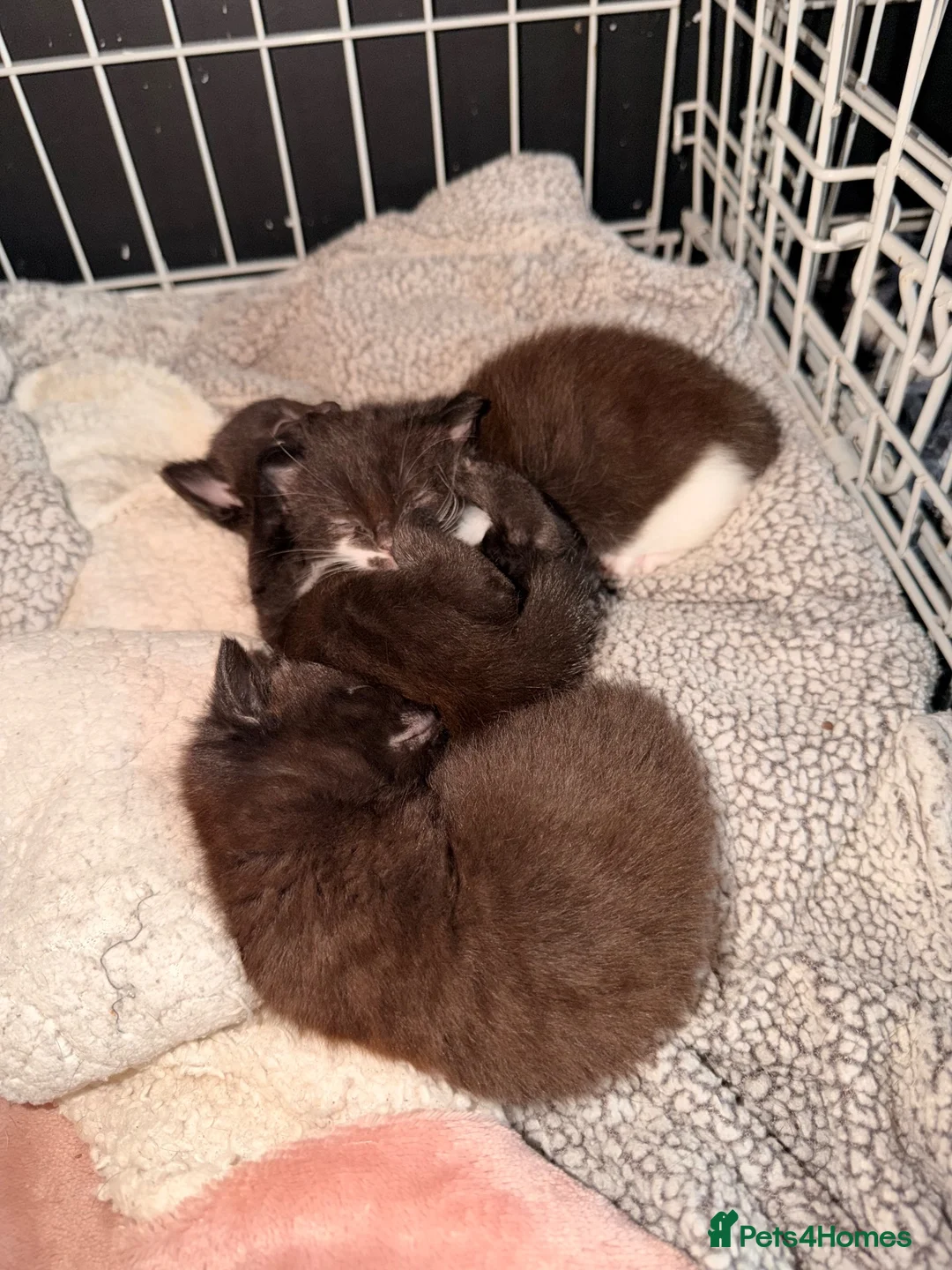 British Shorthair cats for sale: *** Beautiful Kittens *** - Advert 7