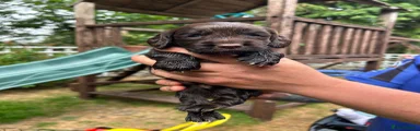 Sprocker 2
