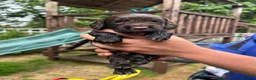 Sprocker dogs for sale: F1 sprockers in Haltwhistle - Advert 7