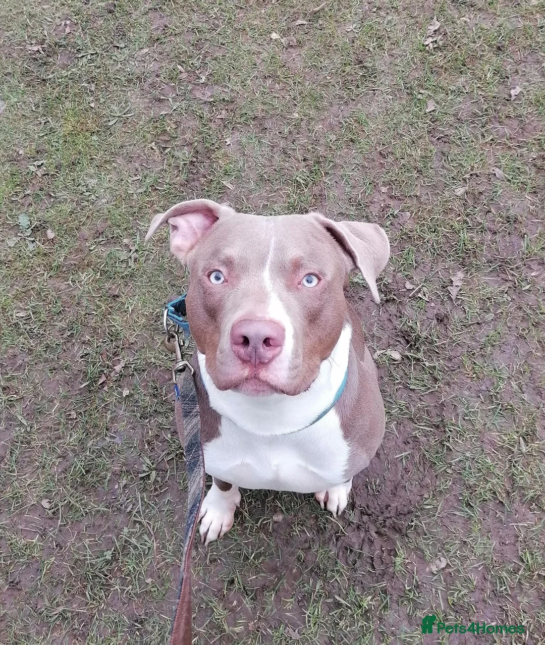 Staffordshire Bull Terrier dogs for sale: American staffy  in Derby - Advert 1