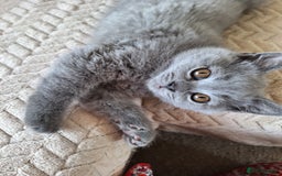 Scottish Fold cats for sale: Discount! Half price! Pure breed Scottish Fold  - Image 11