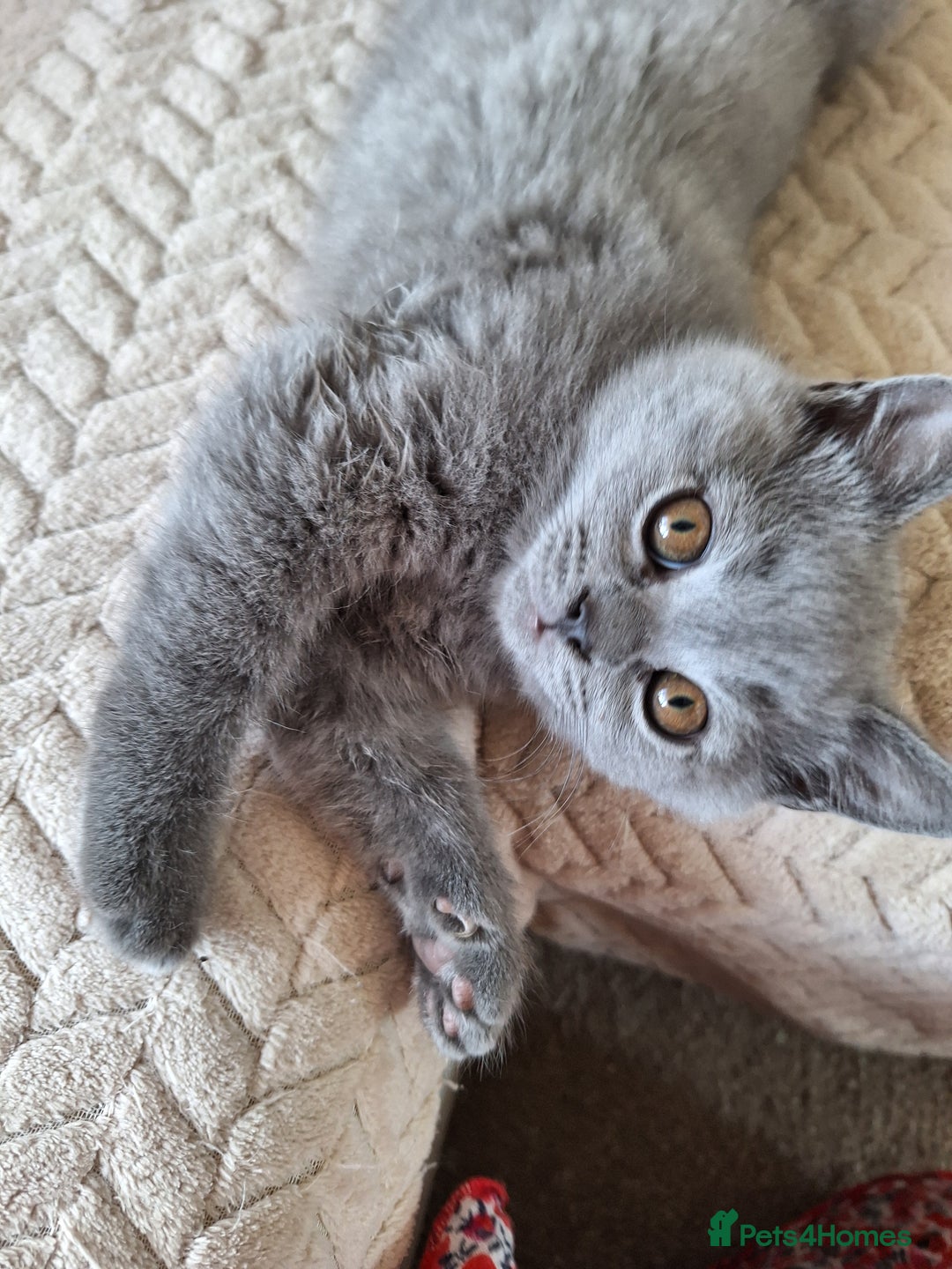 Scottish Fold cats for sale: Discount! Half price! Pure breed Scottish Fold  - Image 11