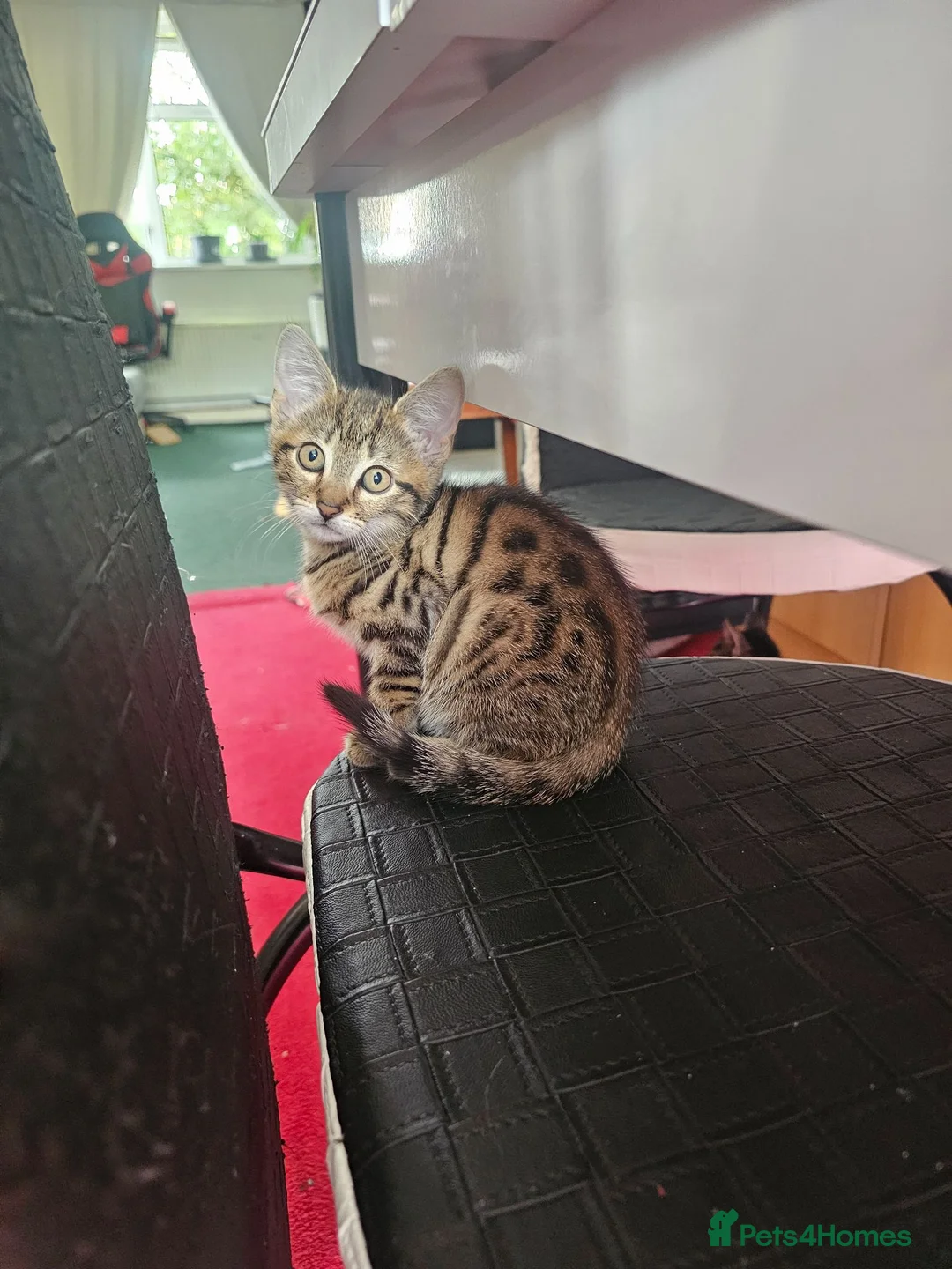 Bengal cats for sale: Bengal kitten - Advert 2