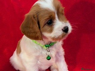 Cavapoo dogs F2 Cavapoo, Dog breeding license - Advert 16