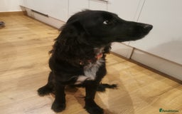 Cocker Spaniel dogs for sale: Cocker spaniel  - Image 3