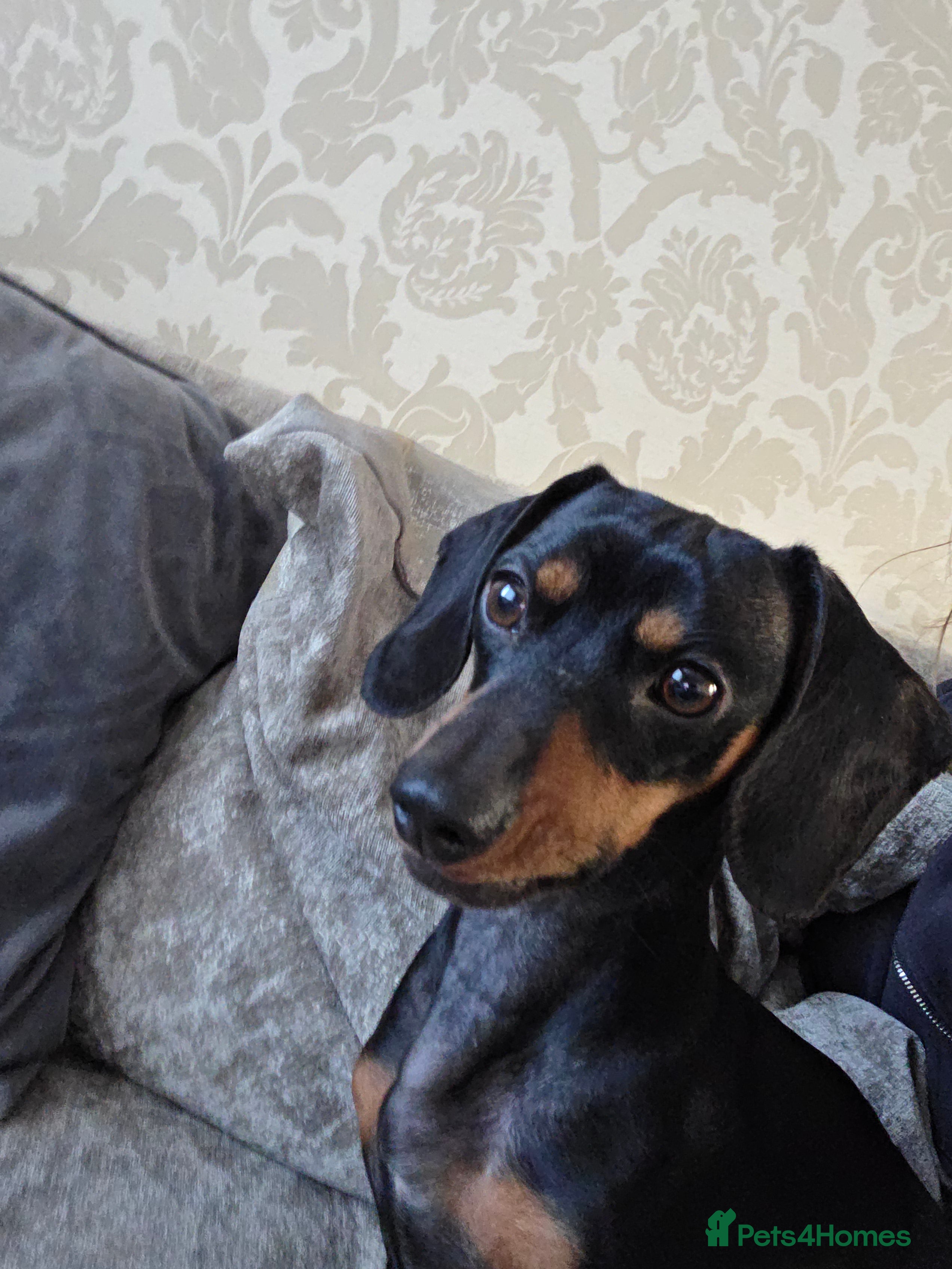 Miniature Dachshund dogs Bailey - Advert 1