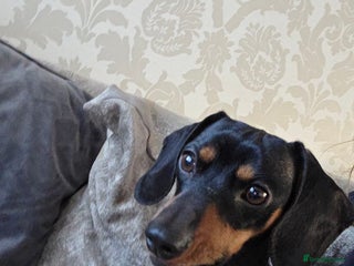 Miniature Dachshund dogs Bailey - Advert 1
