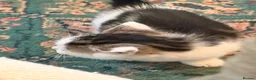 Mixed Breed cats for sale: 6 playful kittens for sale  - Advert 19