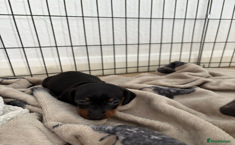 Miniature Dachshund dogs Black & tan miniature dachshund  - Advert 12