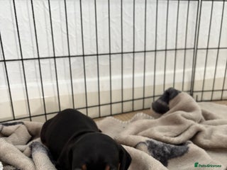 Miniature Dachshund dogs Black & tan miniature dachshund - Advert 12