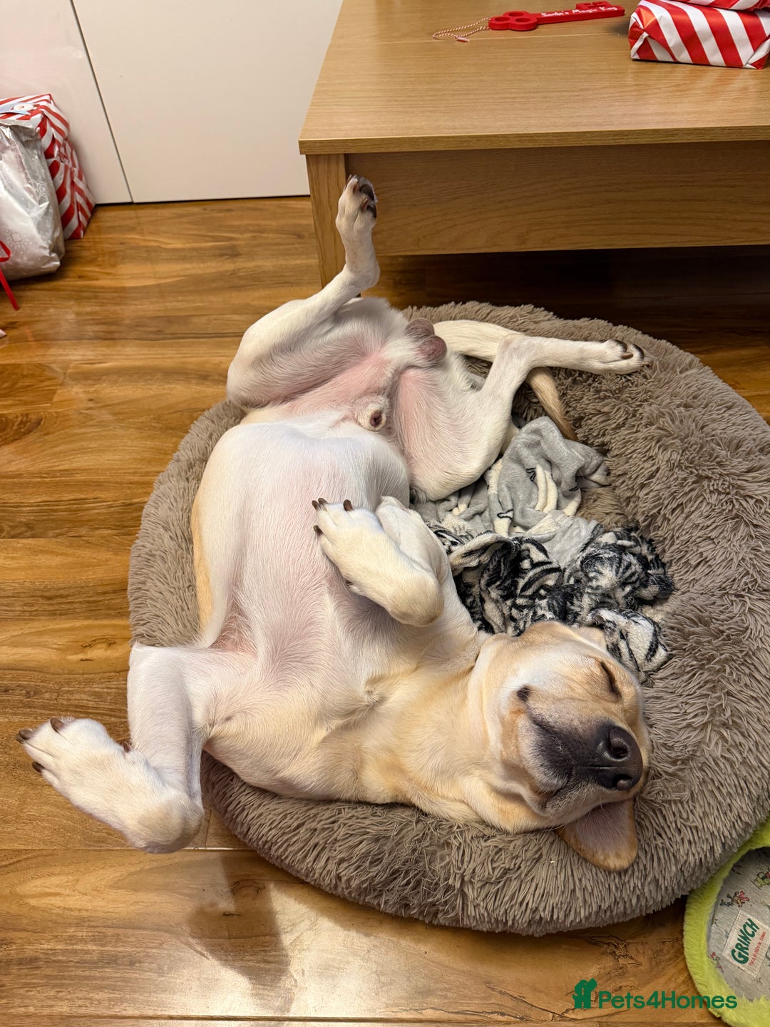 Labrador Retriever dogs for sale: 3 year old Yellow male loving friendly Labrador - Advert 9