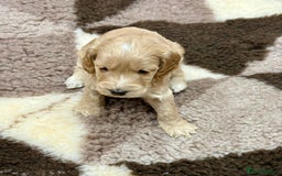 Cockapoo dogs for sale: F1 Miniature Cockapoo puppies  - Image 6