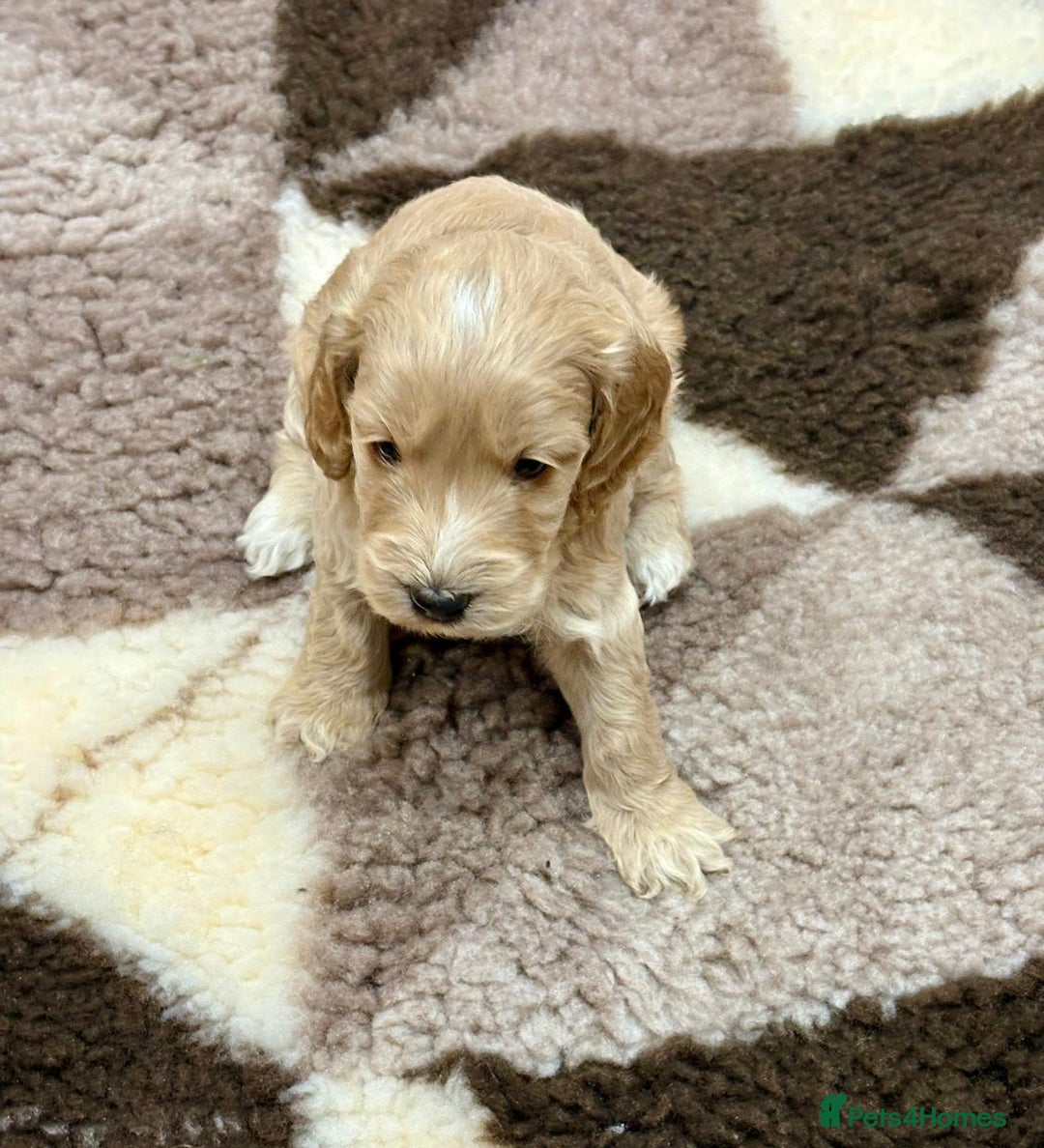 Cockapoo dogs for sale: F1 Miniature Cockapoo puppies  - Image 6