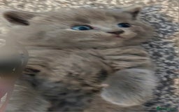 Ragdoll cats for sale: 5 ragdoll british shorthair kittens - Image 8