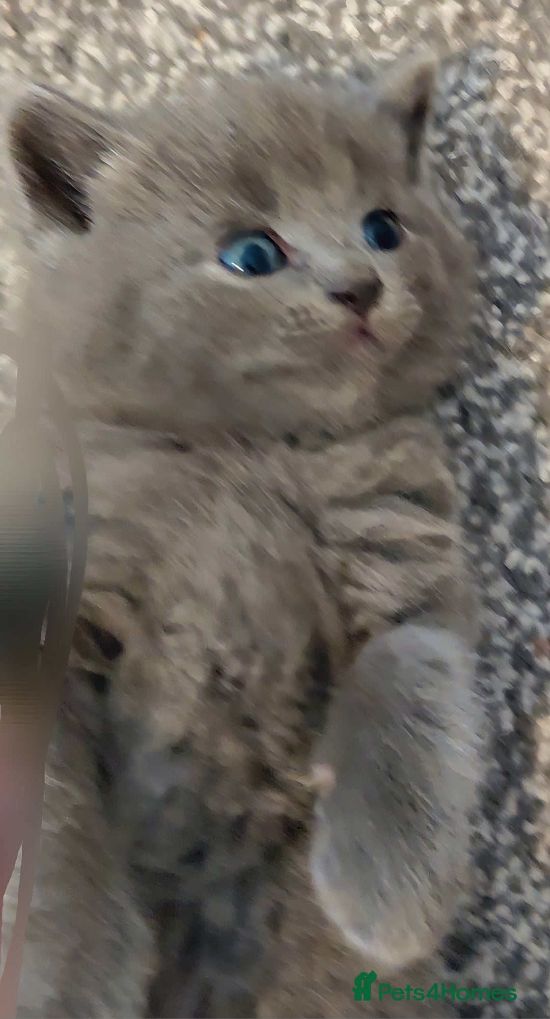 Ragdoll cats for sale: 5 ragdoll british shorthair kittens - Image 8
