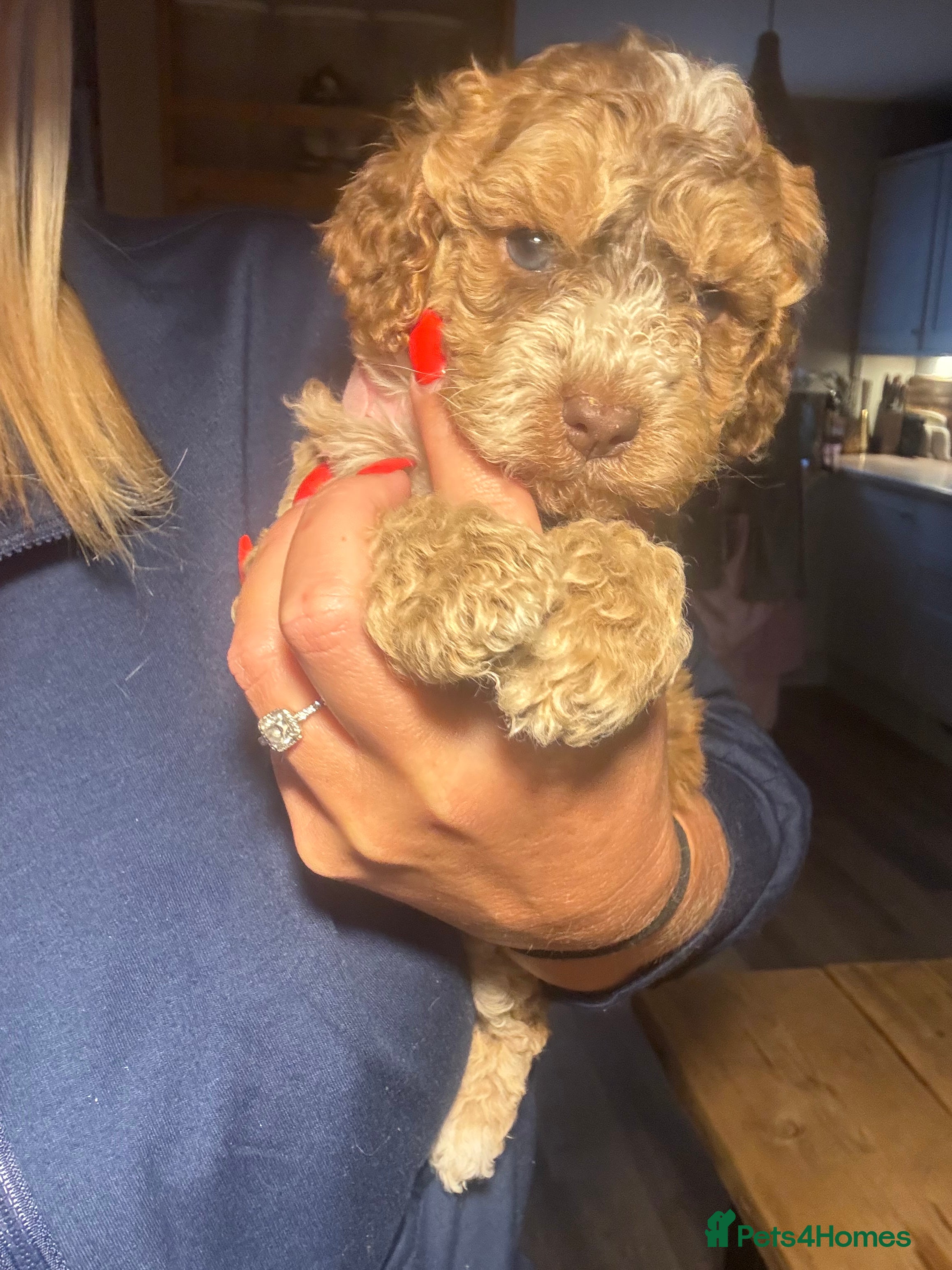 Cockapoo dogs 🌟 OUTSTANDING cockapoo puppies F1B 🌟 - Advert 2