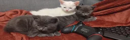 Mixed Breed cats for sale: Three beautiful mixed kittens looking for home - Advert 4